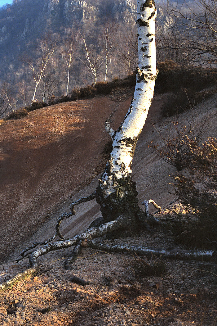 Calanchi bolognesi